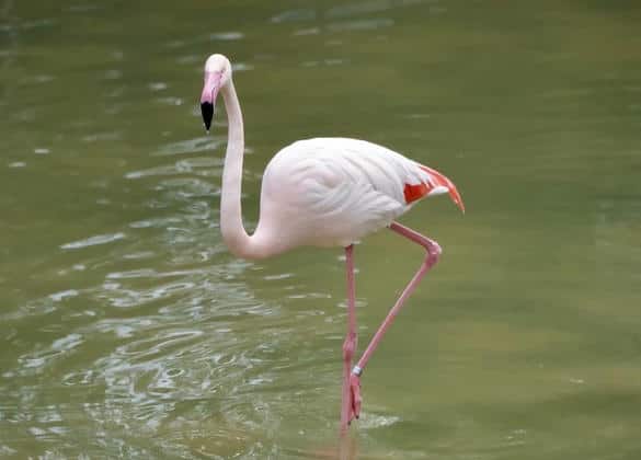 動物図鑑・オオフラミンゴ